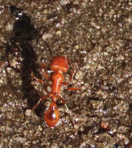 Maricopa Harvester Ant