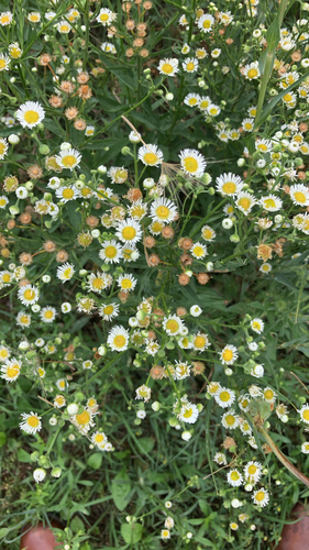 daisy fleabane