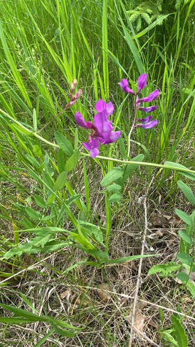 American vetch