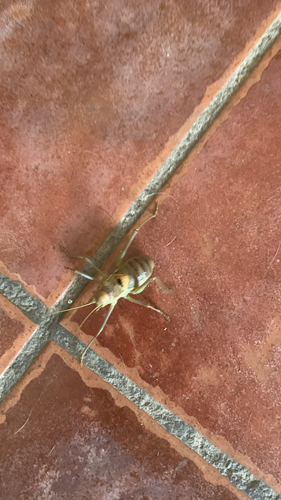 Steropleurus andalusius