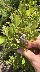 Gaylussacia tomentosa