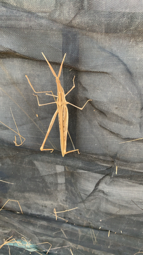 Truxalis nasuta