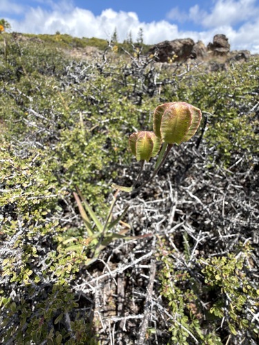 Fritillaria recurva, photograph 2