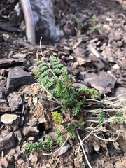 Lomatium scabrum tripinnatum