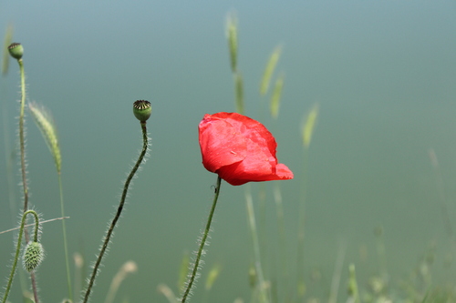 common poppy