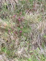 Castilleja ambigua humboldtiensis