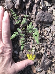 Lomatium scabrum tripinnatum