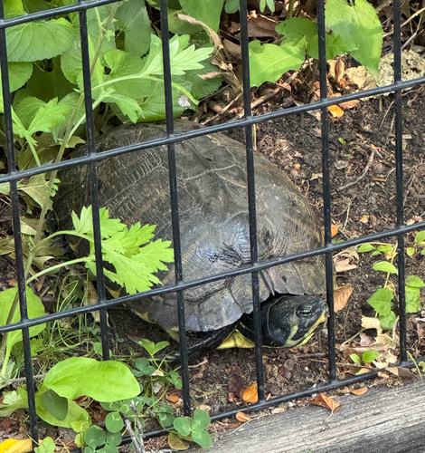 Yellow-bellied Slider