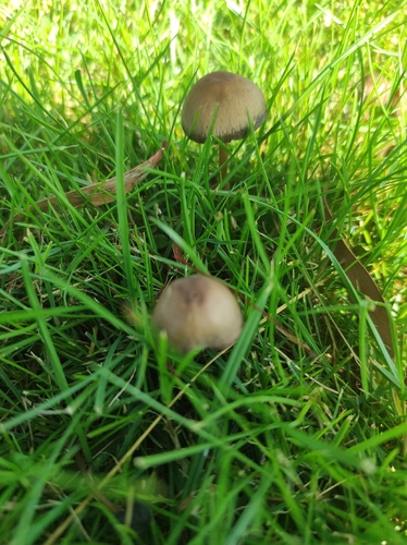Mower's Mushroom
