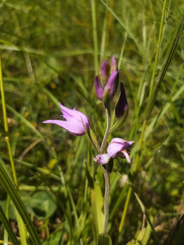Red Helleborine
