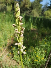 Orchis galilaea