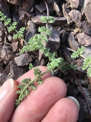 Lomatium scabrum tripinnatum