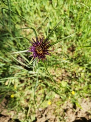 Tragopogon coelesyriacus