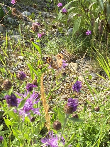 Painted Lady