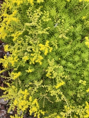 Sedum mexicanum