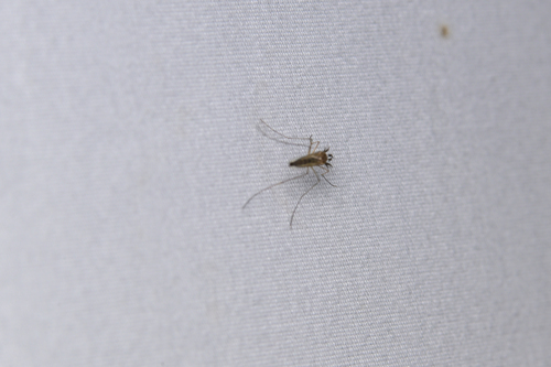 Sapphire-striped Mosquito