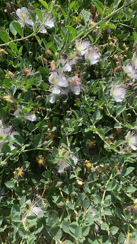 Caper Bush