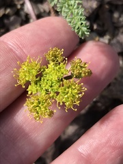 Lomatium scabrum tripinnatum