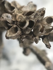 Callirhytis serricornis