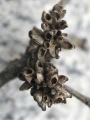 Callirhytis serricornis