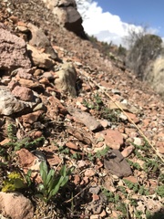 Lomatium scabrum tripinnatum