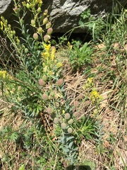 Alyssoides utriculata