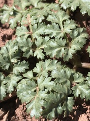 Cymopterus glomeratus fendleri