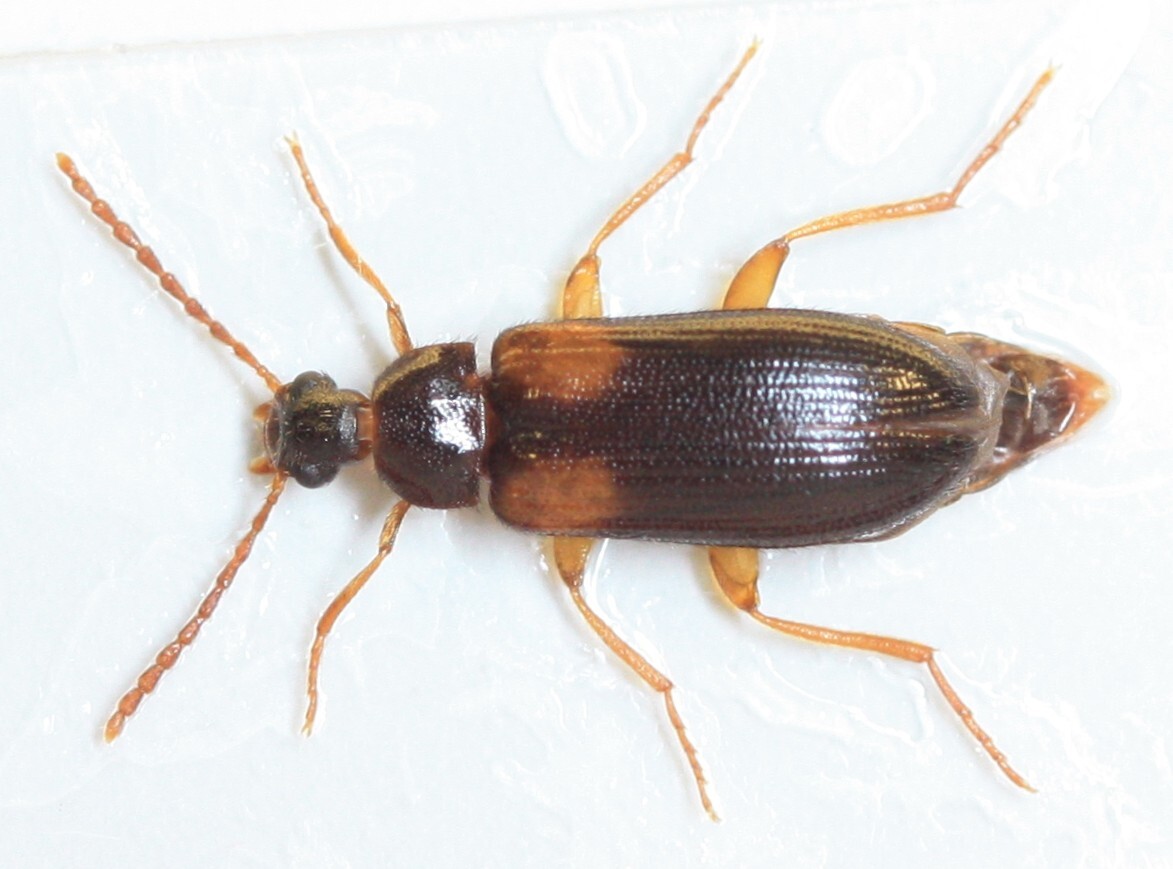 Mycetochara flavipes