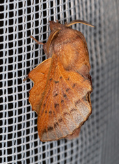 Phyllodesma tremulifolia