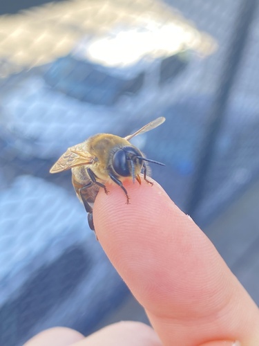 Western Honey Bee