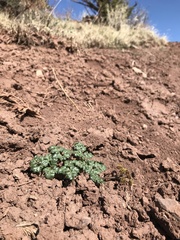 Cymopterus glomeratus fendleri