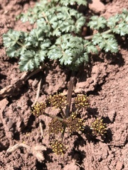 Cymopterus glomeratus fendleri