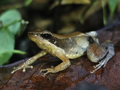 Kurichiyar Dancing Frog photo 3