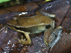 Kurichiyar Dancing Frog photo 4