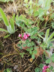 Trifolium pauciflorum
