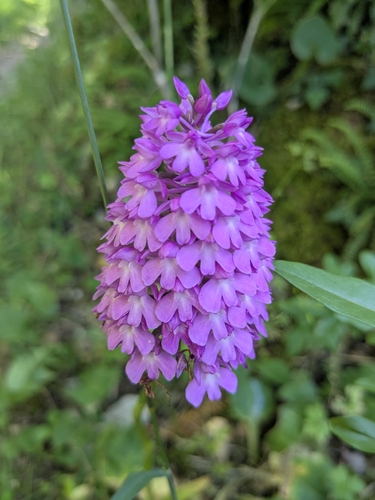 pyramidal orchid