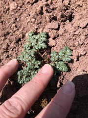 Cymopterus glomeratus fendleri