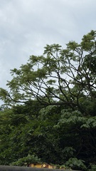 Zanthoxylum ailanthoides, photograph (c) Kiwi Shen, some rights reserved (CC BY)