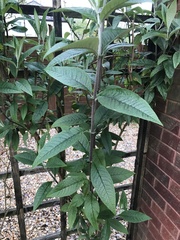 Buddleja davidii