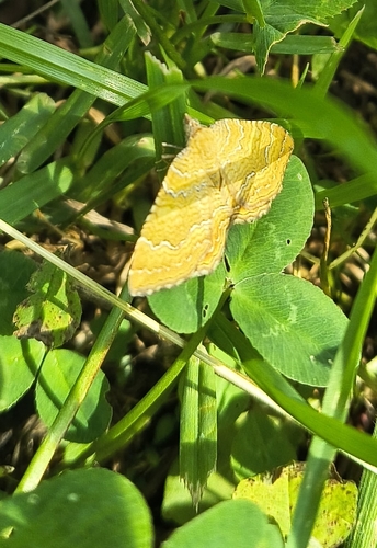 Yellow Shell Moth
