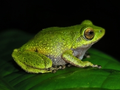 Confusing Green Bush Frog photo 3