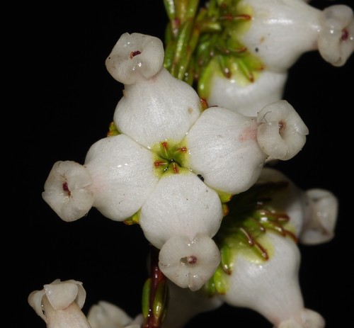 Image of Erica denticulata by (c) Brian du Preez, some rights reserved (CC BY-SA)
