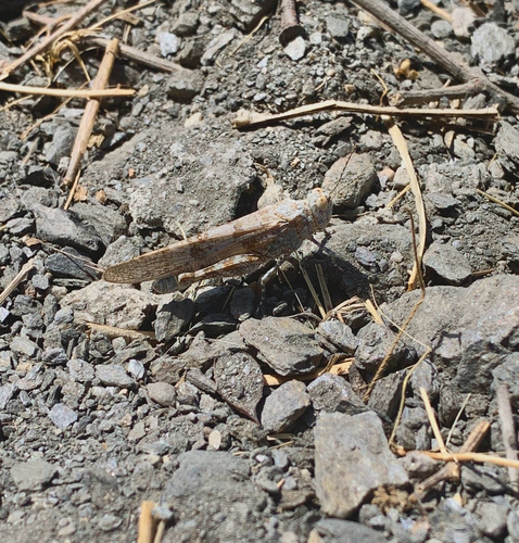 Desert Sand Grasshopper