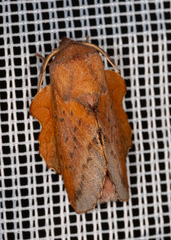 Phyllodesma tremulifolia