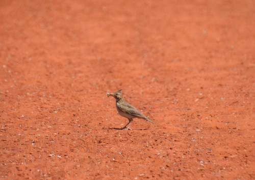 Crested Lark
