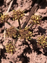 Cymopterus glomeratus fendleri