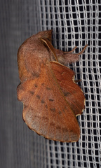 Phyllodesma tremulifolia