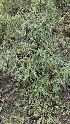 Arundo formosana, photograph 2
