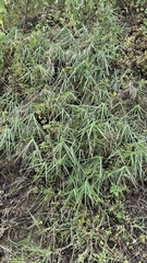 Arundo formosana, photograph (c) Kiwi Shen, some rights reserved (CC BY)