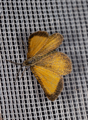 Isturgia limbaria